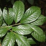 Symplocos panamensis leaf picture by Nelson Zamora Villalobos (cc-by-nc)