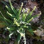 Polypodium cambricum habit picture by Corinne SAUTEREAU (cc-by-sa)