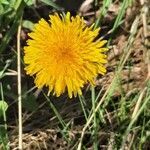 Taraxacum campylodes flower picture by M T (cc-by-sa)