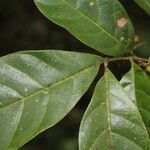 Cupania juglandifolia leaf picture by Nelson Zamora Villalobos (cc-by-nc)