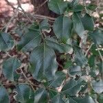 Poecilanthe parviflora leaf picture by Trap Hers (cc-by-sa)