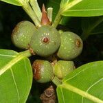 Ficus obtusifolia fruit picture by Nelson Zamora Villalobos (cc-by-nc)