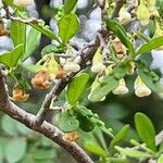 Diospyros texana flower picture by Austin Neal (cc-by-sa)