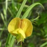 Lathyrus annuus flower picture by Llandrich anna (cc-by-sa)