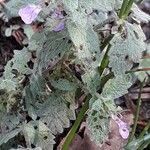 Teucrium scordium habit picture by Emmanuel Cosson (cc-by-sa)