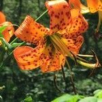 Lilium superbum flower picture by Tom Jones (cc-by-sa)