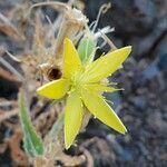 Mentzelia laevicaulis flower picture by Travis Grimes (cc-by-sa)