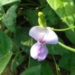 Vigna unguiculata flower picture by Arshad Kazi (cc-by-sa)