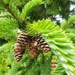 Picea rubens fruit picture by William Coville (cc-by-sa)