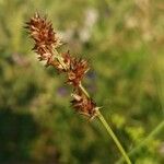 Carex pairae flower picture by Kabilan Nadarajah (cc-by-sa)