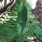 Trichosandra borbonica leaf picture by Bernard REYNAUD (cc-by-sa)
