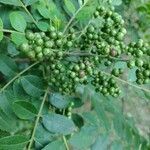 Zanthoxylum rhoifolium fruit picture by Thiago Flores Flores (cc-by-sa)