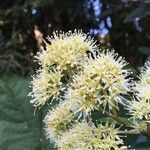 Caldcluvia paniculata flower picture by Daniel Barthelemy (cc-by-nc)