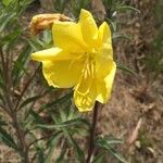 Oenothera elata flower picture by gutierrez mauricio (cc-by-sa)