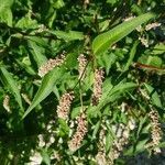 Persicaria lapathifolia fruit picture by La Monica Laura (cc-by-sa)