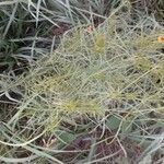 Coreopsis tinctoria leaf picture by Natures Guy (cc-by-sa)