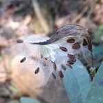 Asclepias curassavica fruit picture by Trap Hers (cc-by-sa)