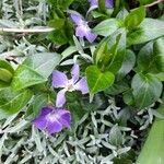 Vinca major fruit picture by claude Souillard (cc-by-sa)