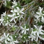 Arenaria querioides flower picture by Rico García Antonio (cc-by-sa)