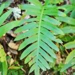 Polypodium cambricum leaf picture by Béatrice Escande (cc-by-sa)