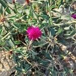 Centaurea iberica flower picture by Nash Ash (cc-by-sa)