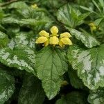 Lamium galeobdolon flower picture by Sue Sue Stephenson-Martin (cc-by-sa)
