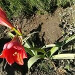 Hippeastrum reginae flower picture by Salas Denitza (cc-by-sa)