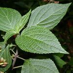 Salvia alvajaca leaf picture by Nelson Zamora Villalobos (cc-by-nc)
