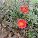 Portulaca grandiflora flower picture by Anand k Mishra (cc-by-sa)