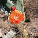 Opuntia tomentosa flower picture by Sánchez Garrido Joan Francesc (cc-by-sa)