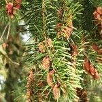 Pseudotsuga menziesii flower picture by Dieter Albrecht (cc-by-sa)