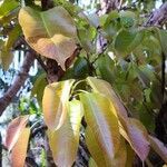 Ficus virens leaf picture by Dieter Albrecht (cc-by-sa)