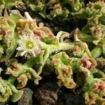 Mesembryanthemum crystallinum flower picture by Kayla Crane (cc-by-sa)
