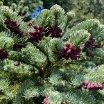 Abies procera flower picture by Adam Van Straten (cc-by-sa)