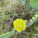 Opuntia engelmannii flower picture by Martinez Ana (cc-by-sa)