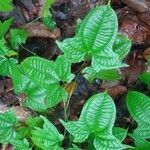 Dioscorea sansibarensis leaf picture by Janelle Jkhjung (cc-by-sa)