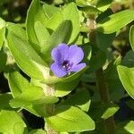Bacopa caroliniana flower picture by Tom Jones (cc-by-sa)