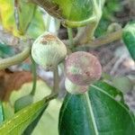 Ficus pedunculosa fruit picture by Noel Dionson (cc-by-sa)