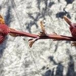 Canna indica fruit picture by Sergio-OMA (cc-by-sa)