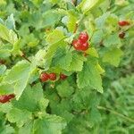 Ribes alpinum fruit picture by mitschifu (cc-by-sa)