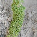 Reseda aucheri fruit picture by M. Hedayat (cc-by-sa)