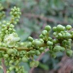 Lepisanthes senegalensis fruit picture by Maarten Vanhove (cc-by-sa)