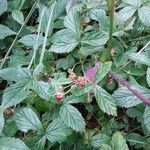 Rubus flagellaris fruit picture by Boreas46 (cc-by-sa)
