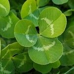 Trifolium repens leaf picture by Mehmet Basbag (cc-by-sa)