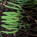 Sticherus ferrugineus leaf picture by Daniel Barthelemy (cc-by-sa)
