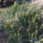 Medicago arborea habit picture by Diego Alex (cc-by-sa)