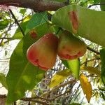 Syzygium samarangense fruit picture by Julien Champ (cc-by-sa)