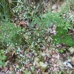 Galium aristatum habit picture by Francois Mansour (cc-by-sa)