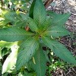 Ludwigia bonariensis leaf picture by cabana carlos manuel (cc-by-sa)
