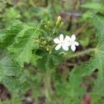 Cnidoscolus urens flower picture by Macedo Luzia (cc-by-sa)